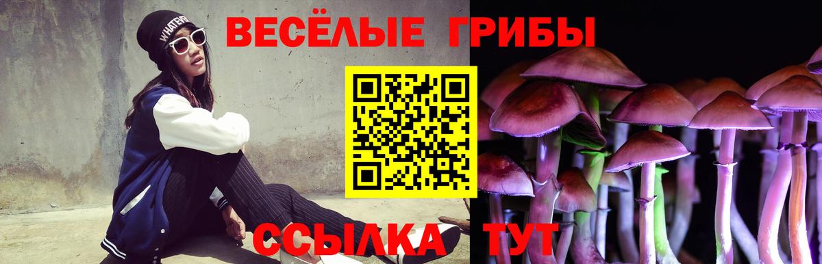 Галлюциногенные грибы Psilocybe Гуково